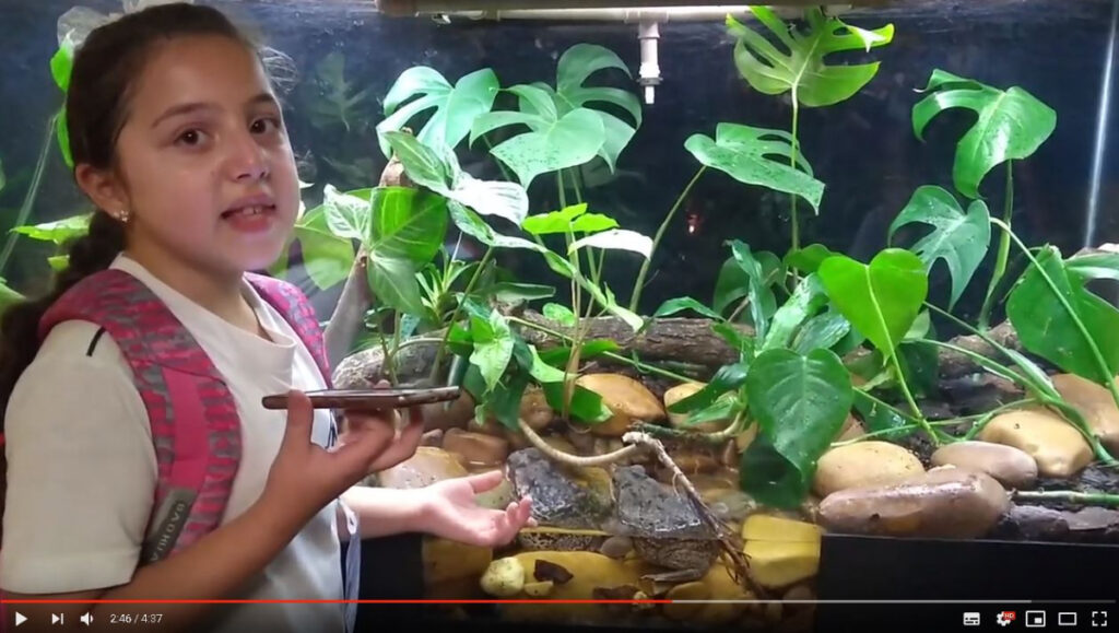 vertebrados_provincia_de_brasil_